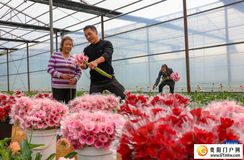 贵州玉屏:非洲菊采收忙(图1) 贵州玉屏:非洲菊采收忙(图1)