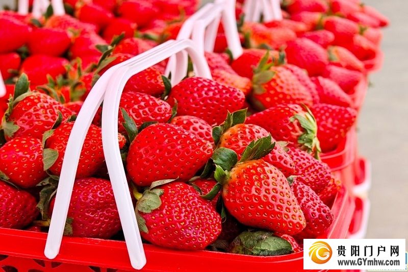 贵安湖潮乡冬季草莓月底抢“鲜”上市(图3)