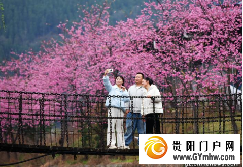 六盘水：樱花盛开鸟语花香引客赏花打卡(图1)