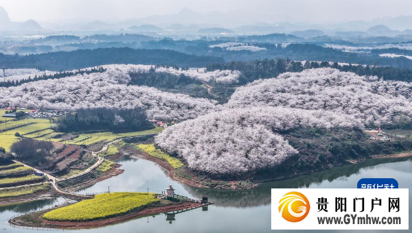 贵州“樱花海”又一次美到海外(图1)