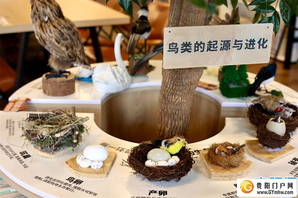 观山湖公园有了鸟类生态展(图2) 观山湖公园有了鸟类生态展(图2)