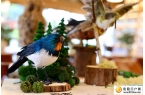 观山湖公园有了鸟类生态展